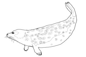 Antarctic coloring pages