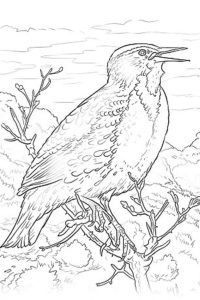 Western Meadowlark coloring sheet